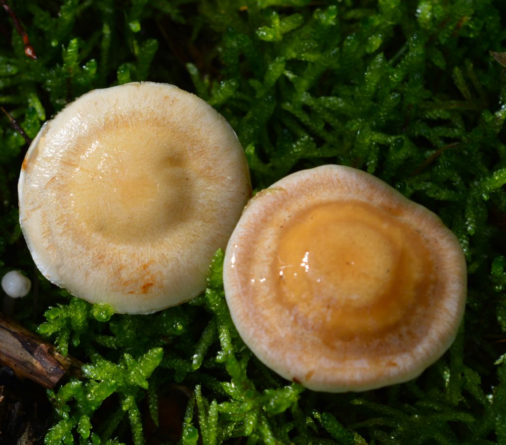 Cortinarius crystallinus Fr.